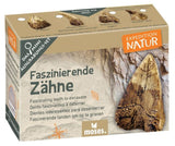 Expedition Natur Mini-Ausgrabungsset (versch. Sets) - Moses